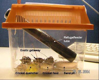 cricket cages | cricket to come out one by one feeder cricket keeper Cricket Keeper Diy, Cricket Enclosure, Frog Setup, Cricket Bug, Worm Farms, Chameleon Enclosure, Cricket Farming, Animal Breeding, Veiled Chameleon