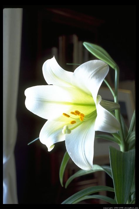 My Easter Lilly.... is blooming just in time for Easter! Novena To St Joseph, White Lily Flower, Herb Garden In Kitchen, Day Lilies, Easter Lily, Parrot Tulips, Wallpaper For Iphone, White Lilies, Beautiful Flowers Pictures