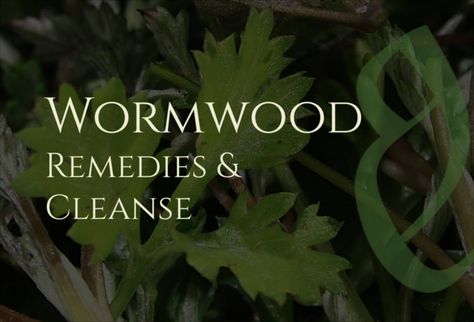 Wormwood-benefits-0 Sweet Wormwood Benefits, How To Use Wormwood, Wormwood For Parasites, Anti Parasitic Herbs, Parasite Cleanse Tea, Benefits Of Wormwood, Parasites Cleanse, Wormwood Benefits, Wormwood Tea