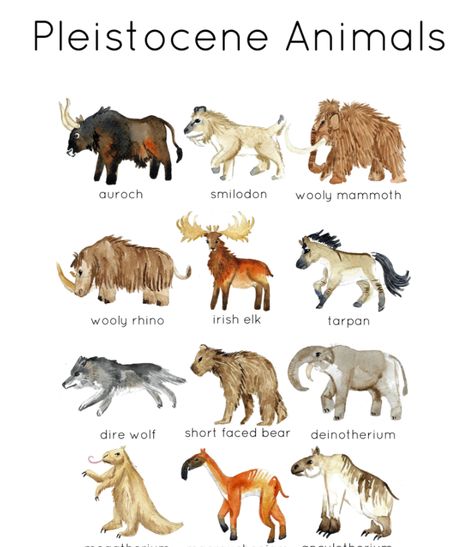 A beautiful set of twelve cards featuring hand-painted watercolor illustrations of a range of different animal species that lived during the Pleistocene era. Pleistocene Animals, Worldbuilding Inspiration, Short Faced Bear, Irish Elk, Mountain Monsters, Nice Animals, North American Animals, Inktober 2024, Prehistoric Wildlife