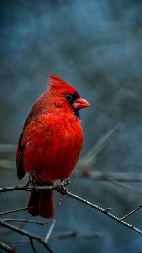 Cardinal Cardinal Aesthetic, Cardinal Photography, Cardinals Wallpaper, Card Reference, Cardinal Birds Art, Wild Birds Photography, Bird Painting Acrylic, Bird Images, Dog Day Afternoon