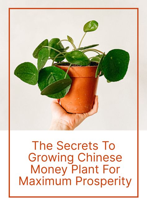 Discover the beauty and fortune of the Chinese Money Plant! With its unique coin-shaped leaves and reputation for bringing good luck and prosperity, this plant is a must-have for any home. Easy to care for and a great addition to any indoor garden, bring home the Chinese Money Plant today and watch your luck grow! #chinesemoneyplant #indoorplants #homedecor #goodluck #prosperity #gardening Japanese Money Plant, Pilea Propagation, Coin Plant, Chinese Money Plant Care, Japanese Money, Chinese Money Tree, Money Plant Care, Chinese Coin, Houseplant Care