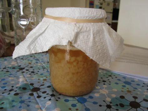 The Ginger Beer Plant - Homemade Recipe Circa 1930s, Mouthwatering and Refreshing. - HubPages Ginger Beer Plant, Making Ginger Beer, Fermentation Jar, Ginger Beer Drinks, Homemade Ginger Beer, Ginger Beer Recipe, Ginger Bug, Fermenting Jars, Education Science