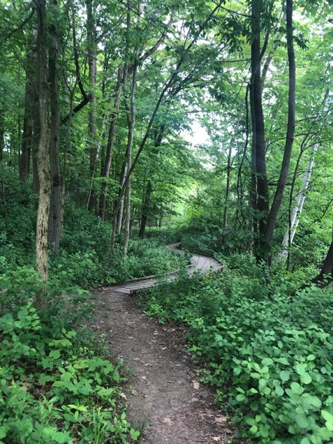 Forest Landscaping, Backyard Forest, Path In The Woods, Forest Ideas, Wood Path, Natures Path, Wooded Landscaping, Secret Forest, Forest Path