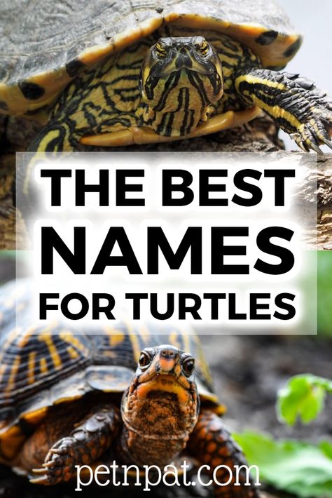 Turtle Names – Boys, Girls & Funny Names For Turtles  #turtle #pet #animal #petturtle #pets Names For Turtles, Turtle Names Ideas, Small Turtle Tank, Turtles Pictures, Pet Turtle Care, Turtle Diy, Turtle Pet, Good Names, Types Of Turtles