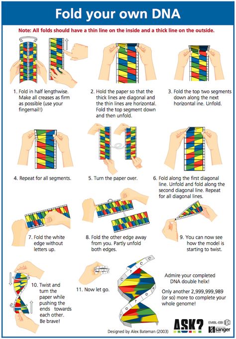 Dna Paper Model, Dna Origami, Dna Model Project, Education Pictures, Dna Activities, Dna Facts, Dna Project, Dna Model, Reflexology Chart