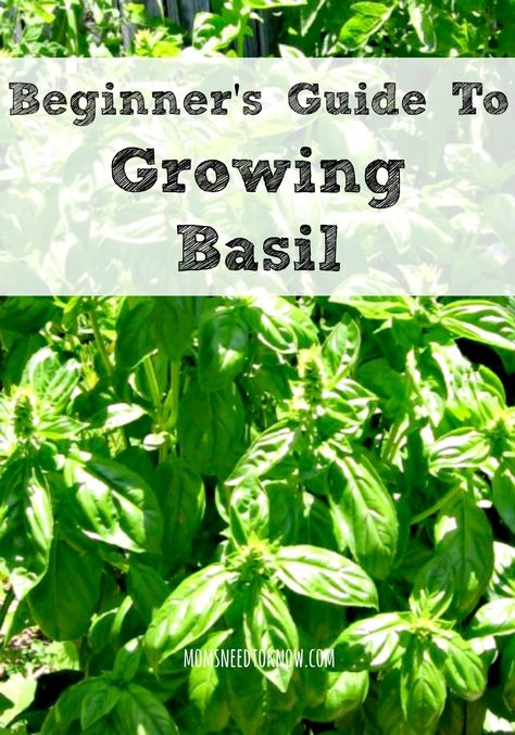 Beginner's Guide To Growing Basil Basil Growing, Grow Basil, Harvesting Basil, Vertikal Garden, Growing Basil, Basil Plant, Hydroponic Gardening, Tea Garden, Growing Herbs