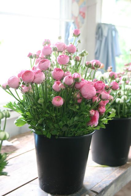 is it possible to have too many ranunculus? - Floret Flowers Ranunculus Garden, Ranunculus Flowers, Cut Flower Garden, Anemone Flower, Peonies Garden, Hybrid Tea Roses, Garden Containers, Container Flowers, Flower Farm