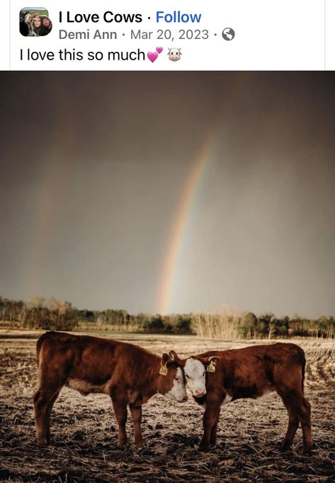 Hereford Cows, Cow Photography, Cow Wallpaper, Country Backgrounds, Western Prints, Beautiful Horses Photography, Western Photography, Saskatchewan Canada