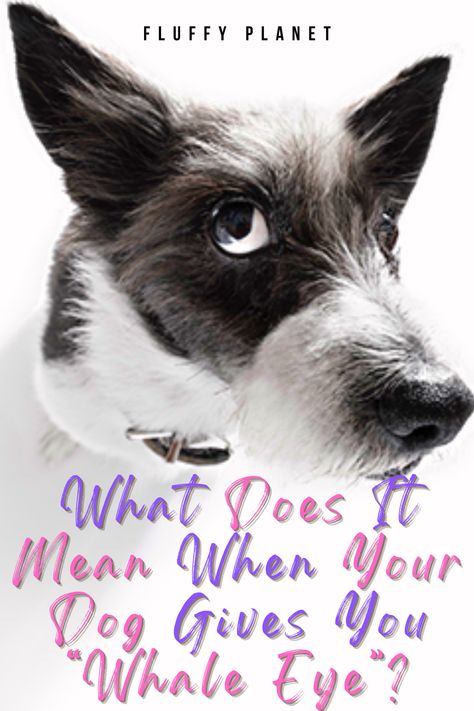 What Does It Mean When Your Dog Gives You “Whale Eye”? Whale Eye, Dog Body Language, Eye Expressions, The Whale, Dog Eyes, Dog Training Obedience, Dog Show, Dog Behavior, Body Language