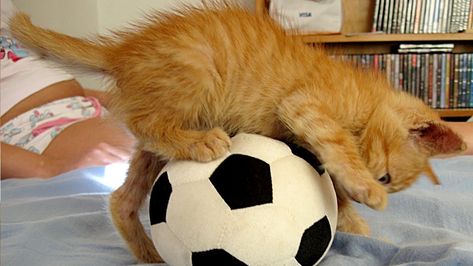 Advanced Spanish, Soccer Gifs, Playing Soccer, Cat Ball, Kitten Care, Interactive Cat Toys, Football Funny, Cats Kittens, Kittens Funny