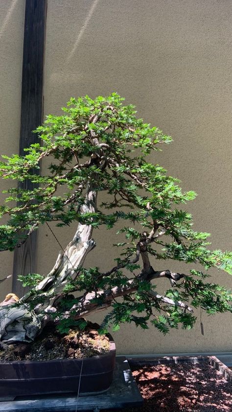 Bonsai Trees Aesthetic, Bonsai Plants Aesthetic, Bonsai Tree Wallpaper, Hanging Plant Aesthetic, Bonsai Tree Aesthetic, Aesthetic Bonsai, Botanical Garden Aesthetic, Bonsai Aesthetic, Lego Bonsai Tree