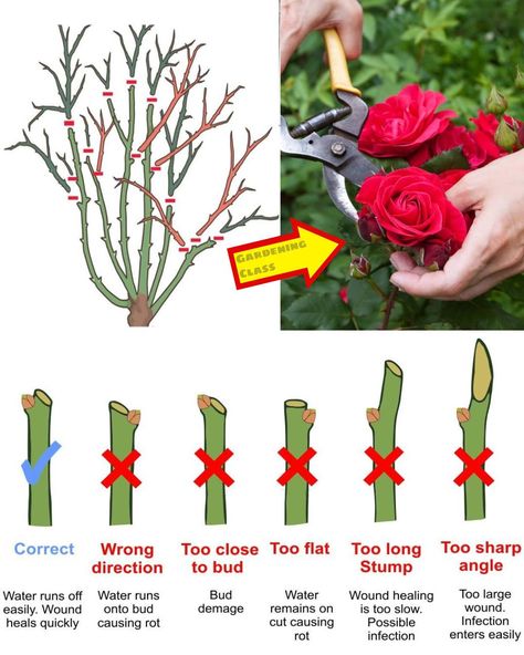 Source link: https://www.facebook.com/photo/?fbid=122126805926222214&set=a.122115970766222214 Trim Rose Bushes, When To Prune Roses, Prune Roses, Rose Bush Care, Rose Pruning, Rose Plant Care, Pruning Roses, Knockout Roses, Rose Care