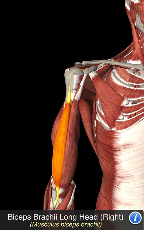 Musculus Biceps Brachii Psoas Major, Human Muscle Anatomy, Biceps Brachii, Medical School Inspiration, Muscle Anatomy, Body Anatomy, Anatomy Reference, Well Dressed Men, Well Dressed