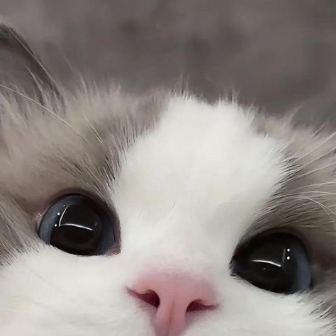 Cute Cats Fluffy, Fluffy Cats Cute, Cut Cat, Images Kawaii, Cute Small Animals, Image Chat, Cute Little Kittens, Silly Cats Pictures, Cute Cats Photos