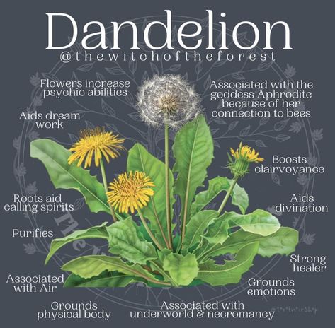 Dandelion Uses, Medicinal Herbs Garden, Witch Herbs, Medical Herbs, Green Witchcraft, Magic Spell Book, Magic Herbs, Magical Herbs, Healing Plants