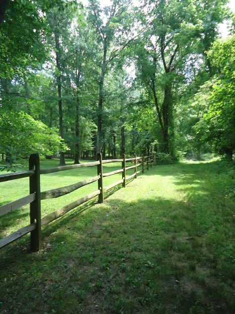 House With Forest Backyard, Forest Behind House, Tree Filled Backyard, Backyard With Forest, Forest In Backyard, Backyard With Woods, Backyard Forest Landscape Ideas, Big Yard Aesthetic, Backyard Woods Landscaping