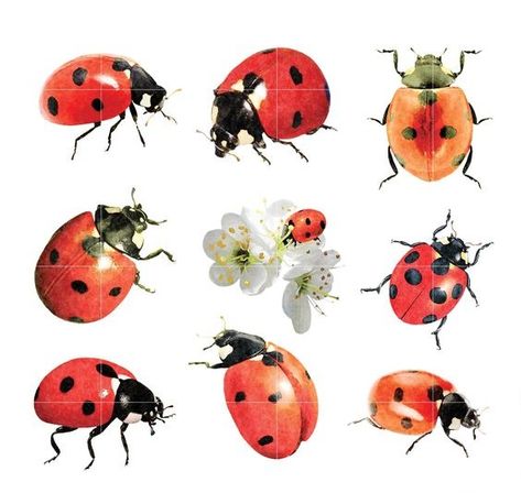 Clover Watercolor, Ladybug Watercolor, Sale Clipart, Make Stickers, Cool Bugs, Paper Printable, Bugs And Insects, Funky Art, Lady Bug