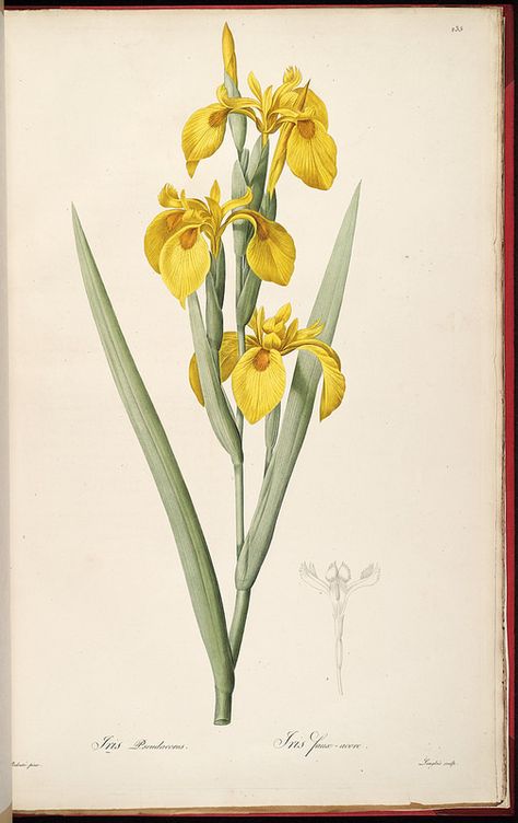 Yellow Sweet Flag Iris | Redouté, P.J., Les Liliacées (1805-1816) Iris Drawing, Yellow Iris, Free Illustration Images, Illustration Botanique, Botanical Illustrations, Mural Floral, Illustration Vintage, Iris Flowers, Flower Prints Art