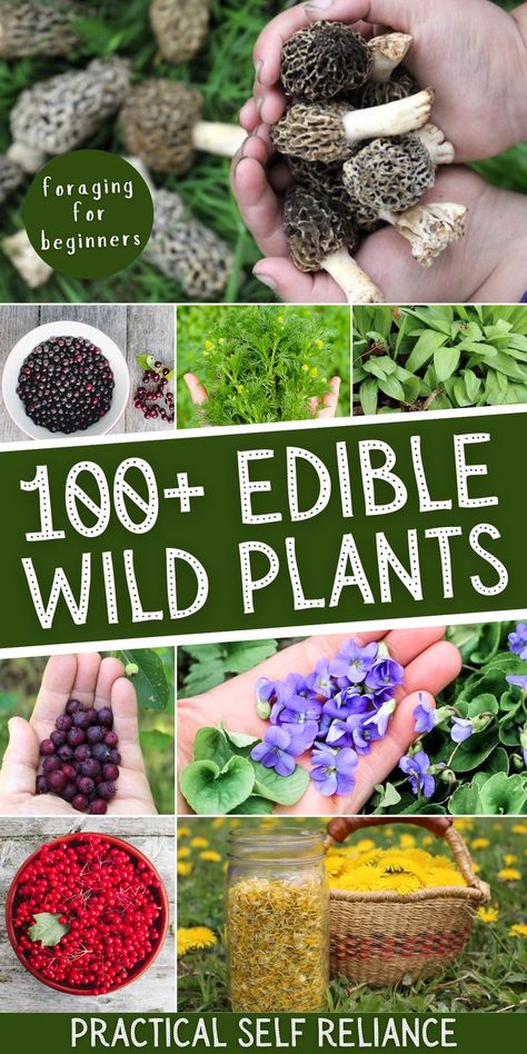 all kinds of edible wild plants: morel mushrooms, chokecherries, wild chamomile, wild ramps, serviceberry, wild violets, dandelion flowers Wild Herbs Edible Plants, Edible Plants And Flowers, Foraging Your Backyard, Florida Foraging Edible Plants, Grow Forage Cook Ferment, Wild Plants You Can Eat, Foraging In Indiana, Foraging In Arkansas, How To Forage