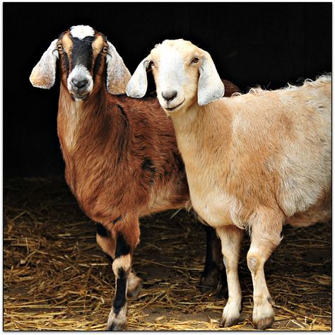 Anglo Nubian Goats, Nubian Goats, G.o.a.t Wallpaper, Nubian Goat, Two Of A Kind, Down On The Farm, A Cross, Old English, Cutie Patootie