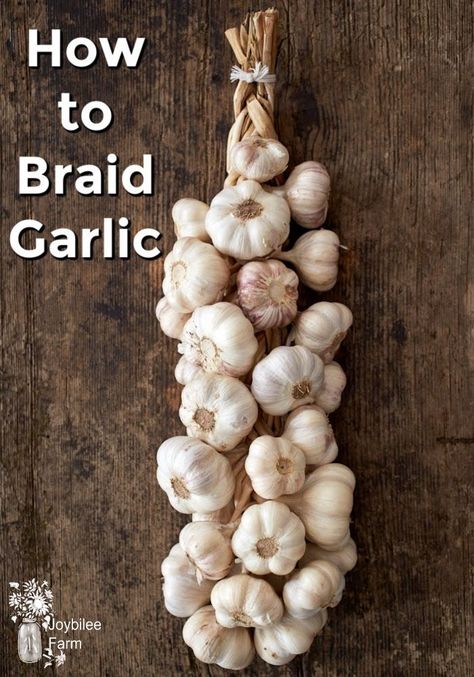 The best way for preserving garlic at home is by braiding. Braided garlic needs no refrigeration, doesn't need a root cellar, and thrives just hanging in your kitchen. Braid Garlic, Braiding Garlic, Braided Garlic, Preserving Garlic, Garlic Farm, Harvesting Garlic, Farm Diy, Garlic Bulbs, How To Store Garlic