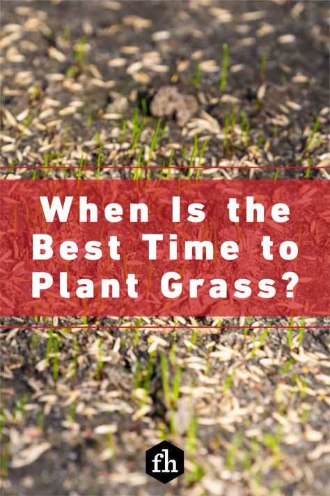 When Is the Best Time to Plant Grass? Grow Grass Fast, How To Plant Grass, Tall Fescue Grass, Planting Grass Seed, Best Grass Seed, Kill Weeds Naturally, Zoysia Grass, Fescue Grass, Tall Fescue