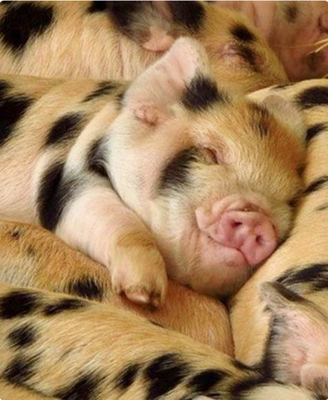 Happy little piglet. Snug as a bug in a rug. Regnul Animal, Mini Pigs, Baby Pigs, Cute Pigs, Little Pigs, Cute Creatures, Sweet Animals, 귀여운 동물, Animals Friends