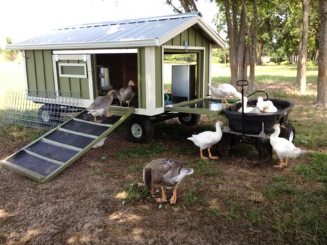 Large Portable Goose (or Duck) Coop Wagon with Water Catchment & Portable Pond | BackYard Chickens Goose House, Backyard Ducks, Water Catchment, Duck Coop, Raising Ducks, Chicken Tractor, Pet Ducks, Chicken Ideas, Duck House