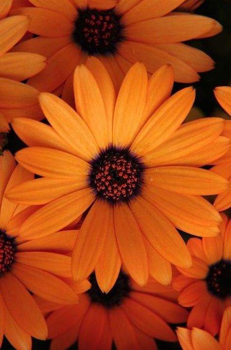 Black Manor, Orange Plants, Orange Dahlias, Tropical Flower Plants, Orange Autumn, Aqua Wallpaper, Fleur Orange, Flowers Wallpapers, Flower Plants