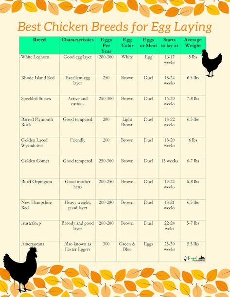 Printable Best Chicken Breeds for Egg Laying  #chickens #homestead #frugalliving #savemoney Chicken Homesteading, Easy Clean Chicken Coop, Clean Chicken Coop, Chicken Breeds Chart, Chicken Breeds For Eggs, Best Chicken Breeds, Chicken Coop Diy, Laying Chickens Breeds, Urban Chicken Farming