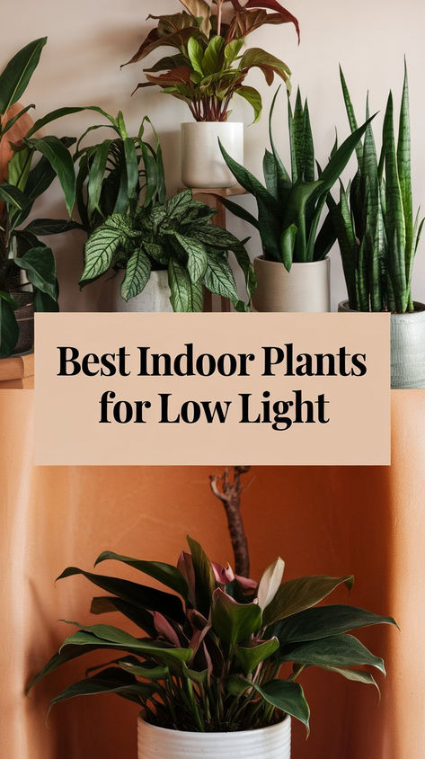 No sunlight? No problem! Explore the best indoor plants for low-light areas that add a pop of green without the fuss. Ideal for beginners and apartment dwellers looking to refresh their space. #IndoorGardening #NoSunlightPlants #HomeDecor Best Inside Plants, Low Sunlight Indoor Plants, House Plants Decor Ideas, Low Light Plants Indoor, Best Indoor Plants For Beginners, Indoor Plants For Low Light, Plants For Low Light, Best Indoor Trees, Indoor Plants Low Light