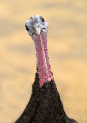 Inquisitive Turkey Turkey Trivia, Turkey Facts, Turkey Head, Turkey Call, Thanksgiving Turkeys, Turkey Bird, Thanksgiving Stories, Turkey Calling, Best Turkey