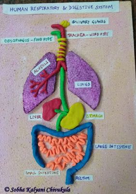 Model of Human Respiratory and Digestive System for Class 3 Students Respiratory System Model, Respiratory System Projects, Digestive System Project, Digestive System For Kids, Digestive System Model, Human Body Systems Projects, Body Systems Project, Human Respiratory System, Human Body Projects