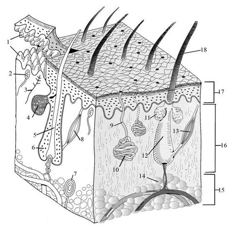 skin quiz Integumentary System Drawing, The Integumentary System, Integumentary System, Study Life, Quiz Time, Skin Quiz, Studying Life, Study Help, School Help