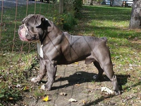 Blue Kindom's Ghost - Olde English Bulldogge #OEB #bulldog #englishbulldog English Bulldog Tattoo, Black English Bulldog, English Bulldog Care, American Bulldog Puppies, Bully Dogs, Olde English Bulldogge, English Dogs, Bulldog Tattoo, Bully Breeds Dogs