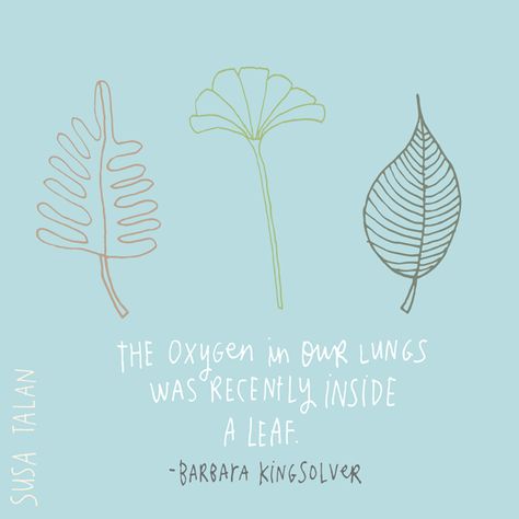 365 Days of Gratitude: Day 211 - Susa Talan Oxygen Quotes, Gratitude Day, Barbara Kingsolver, Laws Of Life, Nature Quotes, Quotes And Notes, Leaf Art, Favorite Authors, Anchor Charts