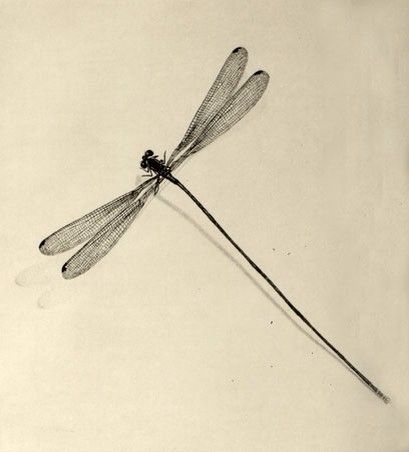 Japanese Dragonfly Tattoo, Dragonfly Illustration, Nouveau Tattoo, Tattoo Japanese, Dragonfly Tattoo Design, Dad Tattoos, Dragonfly Art, Dragonfly Tattoo, Pencil Painting