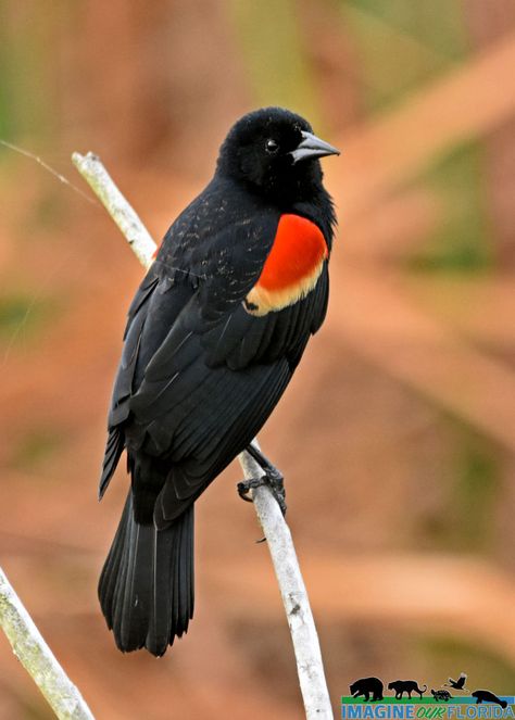 Red Winged Blackbird, Blackbird Art, Red Wing Blackbird, Bird Identification, American Animals, Books For Moms, Black Wings, Bird Cards, Backyard Birds