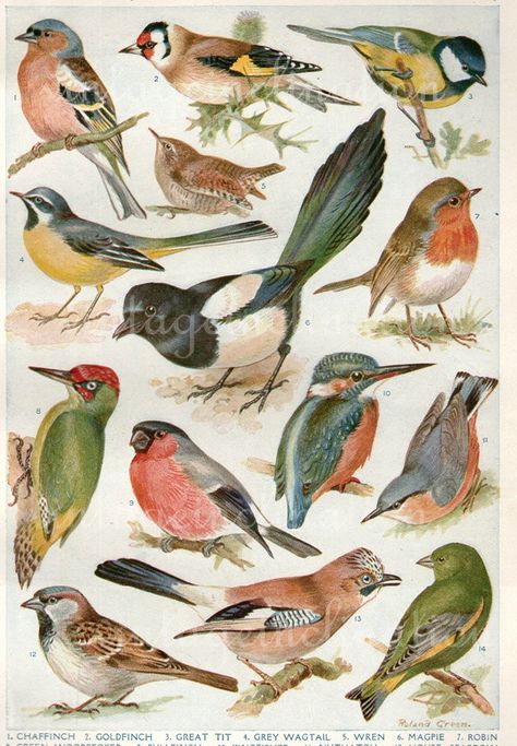 Vintage British birds illustration Nature Explorer, Illustration Botanique, Animal Illustrations, Antique Illustration, Vintage Bird, Illustration Vintage, Scientific Illustration, Art Et Illustration, Bird Drawings