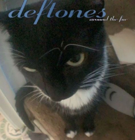 Deftones Pfp, Deftones Cat, Fish Eye Pfp, Funny Pictures With Words, Eye Pfp, Cat Band, Cats Pretty, Pfp Cat, Fish Eyes