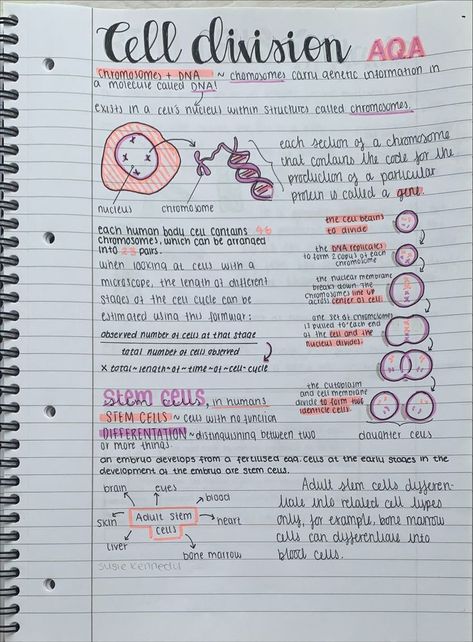 chemistry cell division, aesthetic notes, revision notes inspiration tik tok susiekennedyx Cell Organisation Revision, Neat Revision Notes, Chemistry Gcse Notes, Pretty Revision Notes, Cell Notes Aesthetic, Aesthetic Notes Ideas Science, Cute Revision Notes, Science Revision Notes Biology, Gcse Revision Aesthetic