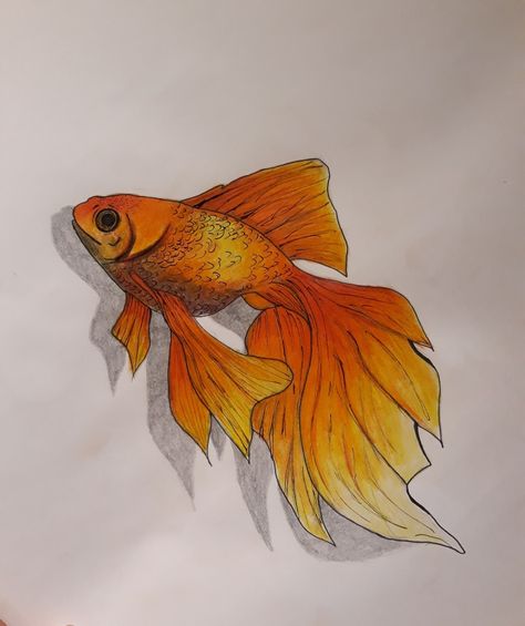 Goldfish Watercolor Easy, Fancy Goldfish Drawing, Guppy Fish Drawing, How To Draw Goldfish, Goldfish Drawing Easy, Pretty Fish Drawing, Fish Aesthetic Drawing, Golden Fish Drawing, Tropical Fish Drawing