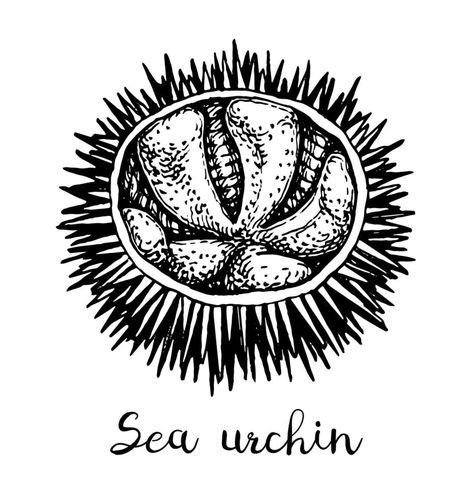 Sea urchin. Ink sketch of seafood. Hand drawn vector illustration isolated on white background. Retro style. Sea Urchin Illustration, Sea Urchin Tattoo, Sea Urchins Art, Background Retro, Single Line Drawing, Hand Drawn Vector Illustrations, Retro Background, Sea Urchin, Ink Sketch