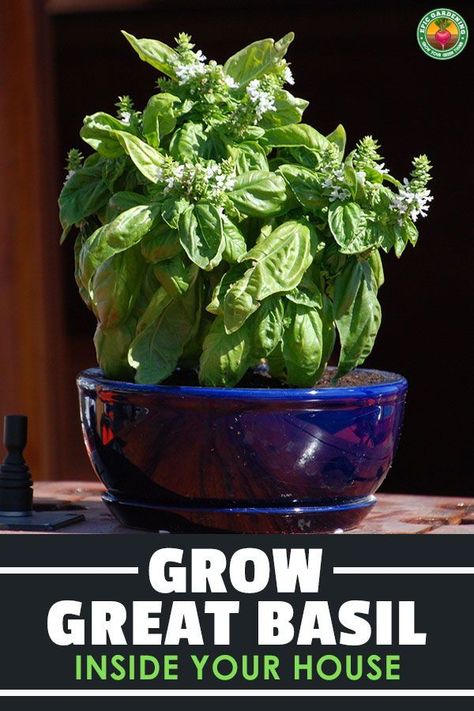 Growing Basil Inside, Growing Basil In Containers, Basil Indoors Growing, Growing Basil Indoors In Winter, How To Keep Basil Alive Indoors, Basil Care Indoors, Indoor Basil Plant, Basil Growing Tips, How To Grow Basil Indoors