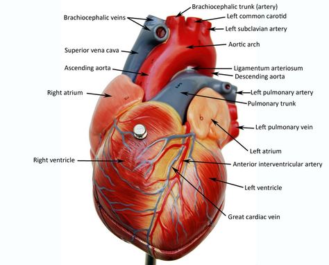 Real Heart Anatomy, Human Heart Sketch, Anatomy Models Labeled, Real Human Heart, Blood Vessels Anatomy, Human Heart Diagram, Human Anatomy Picture, Human Body Science Projects, Cardiac Anatomy