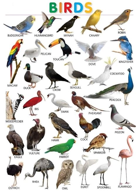 Birds Name List, Birds Name, Names Of Birds, Animal Pictures For Kids, Animals Name In English, Birds For Kids, Bird Names, Animals Name, Birds Pictures