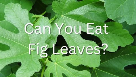 Most people are accustomed to eating leaves routinely, such as lettuce in a salad, sauteed spinach, cabbage, and collard greens. Fig Leaves Benefits, Fig Leaves Recipes, Fig Leaf Recipes, Fig Leaf, Fig Leaf Tea, Fig Tree Plant, Herb Stuffing, Green Fig, Foraged Food