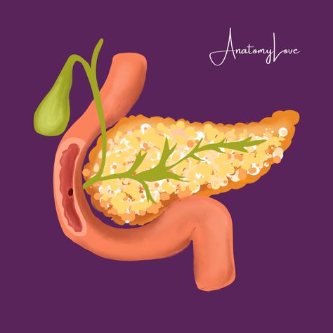 Pancreatic Diet, Pancreatic Diet Recipes, Gall Bladder, Medical Animation, Small Intestine, Bile Duct, Human Anatomy Drawing, Before Baby, Background Design