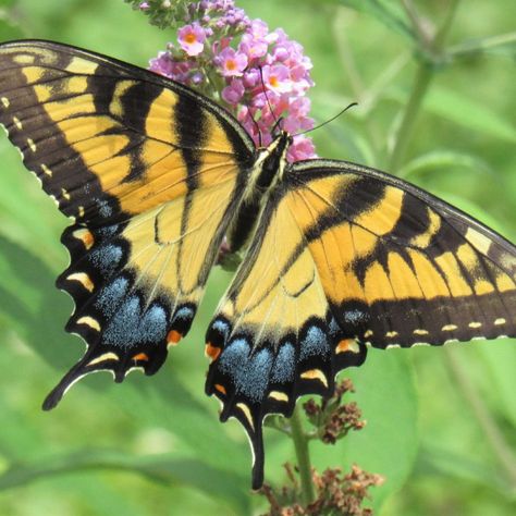 Eastern Tiger Swallowtail Butterfly - Delaware Nature Society Eastern Tiger Swallowtail Butterfly, Eastern Tiger Swallowtail, Tiger Swallowtail Butterfly, Swallowtail Butterflies, Butterfly Chrysalis, Tiger Swallowtail, Butterfly Habitat, Raising Chicks, Habitat Garden